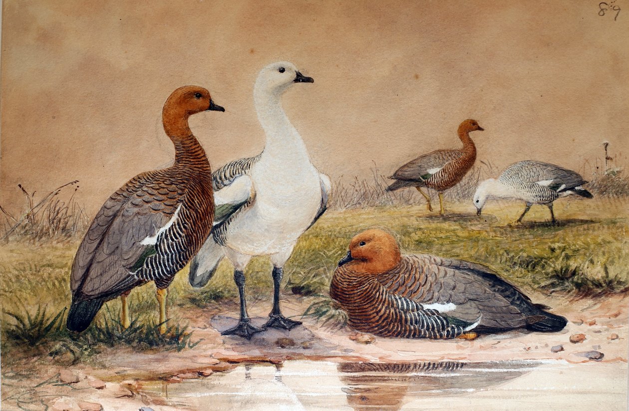 Höglandsgås (Bernicla magellanica), 1852-54 av Joseph Wolf