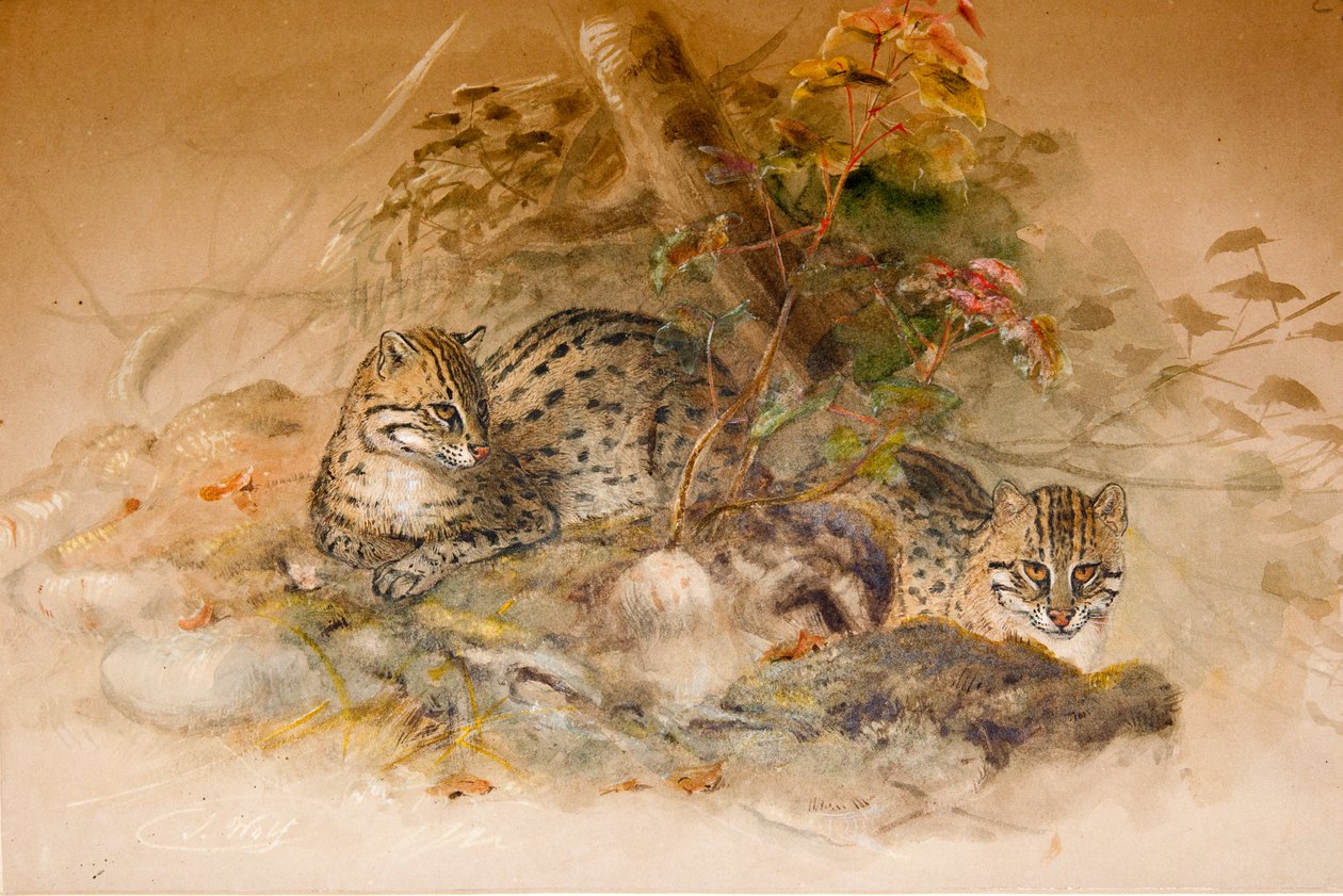 Wagati Cat, 1851-69 av Joseph Wolf