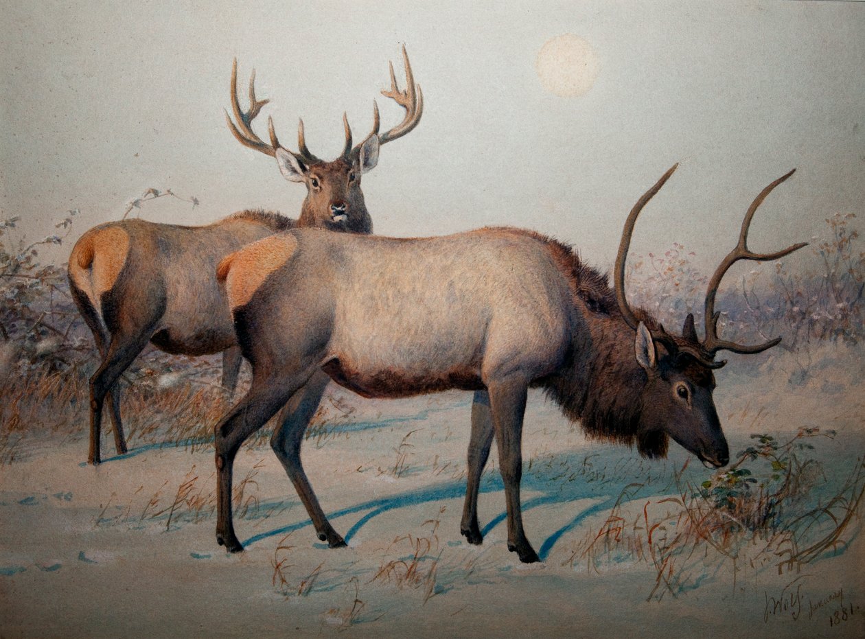 Wapiti, ca 1850 av Joseph Wolf