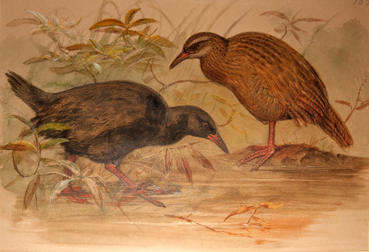 Weka Rail (Ocydromus australis), ca 1851-76 (wc och penna på papper) av Joseph Wolf