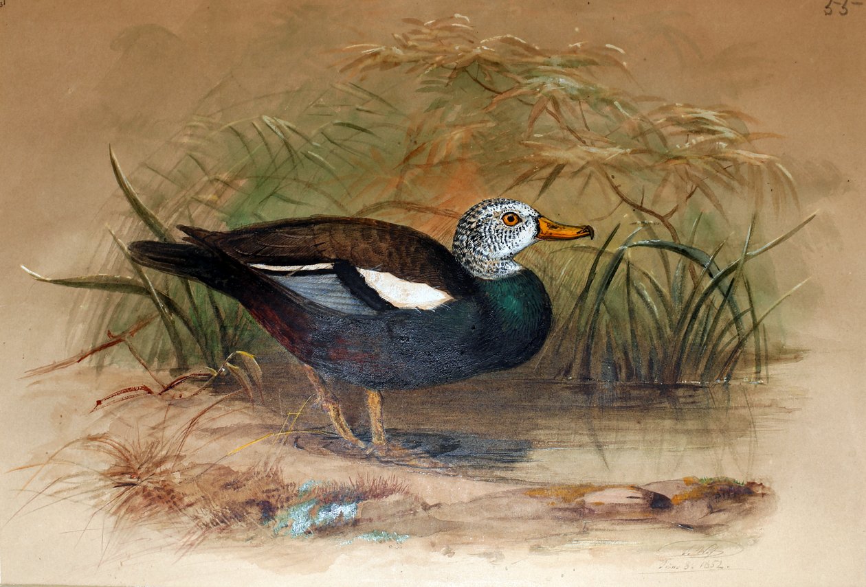 Vithövdad Sheldrake (Casarca leucoptera), 1852-54 av Joseph Wolf