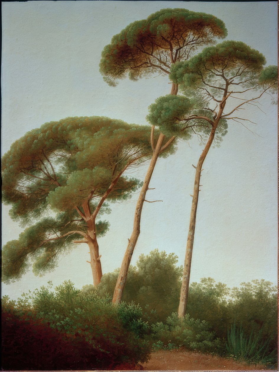 Pinien av Joseph August Knip
