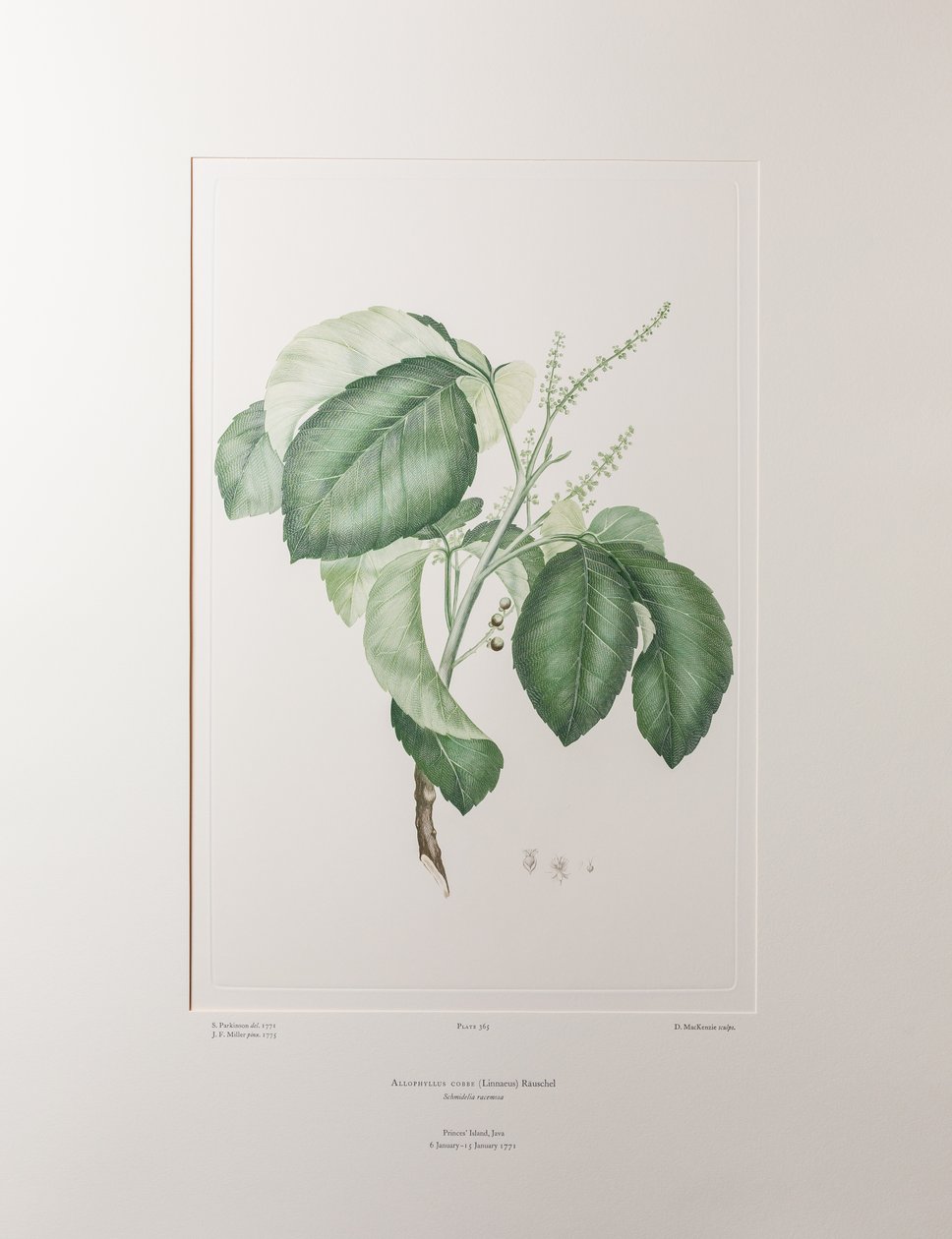 Allophyllus cobbe (Sapindaceae) - Tavla 365, Banks