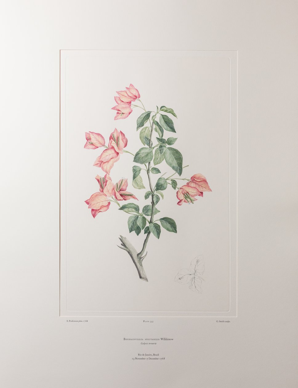 Bouganvillea spectabilis (Nyctaginaceae) - Tavla 355, Banks