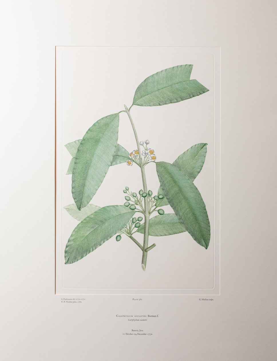 Calophyllum soulattri (Guttiferae) - Tavla 362, Banks