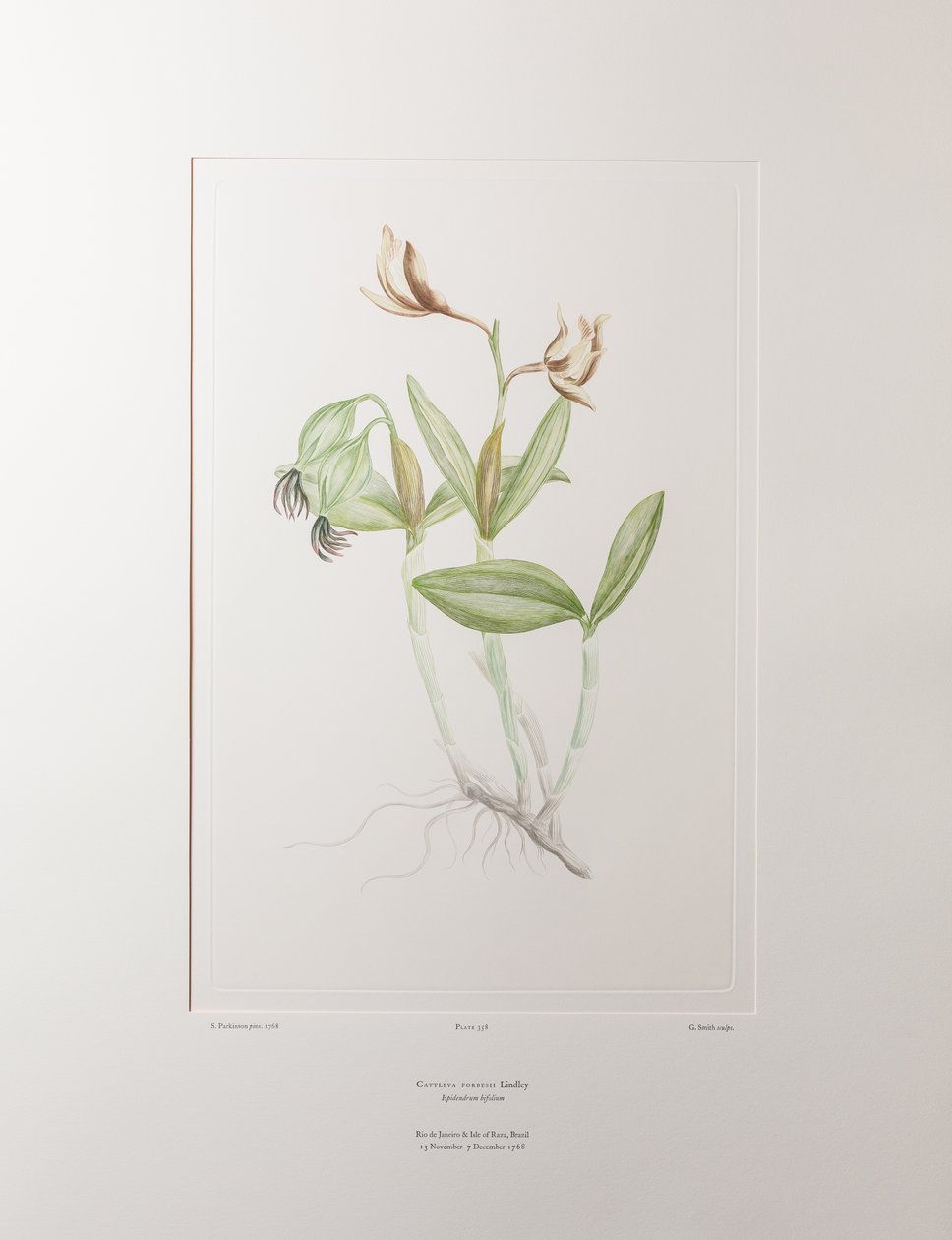 Cattleya forbesii (Orchidaceae) - Tavla 358, Banks