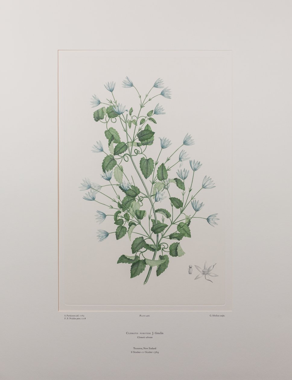 Clematis forsteri (Ranunculaceae) - Tavla 402, Banks