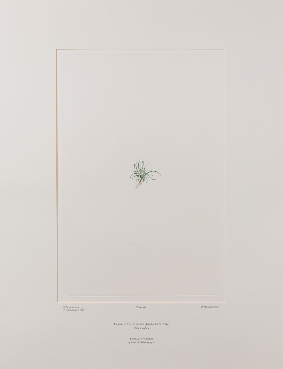 Colobanthus apetalus (Caryophyllaceae) - Tavla 414, Banks