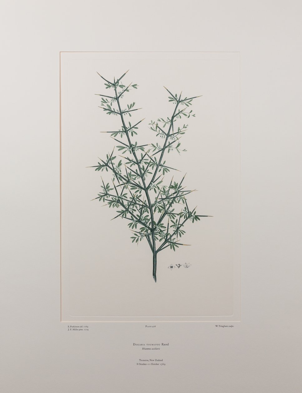 Discaria toumatou (Rhamnaceae) - Tavla 426, Banks