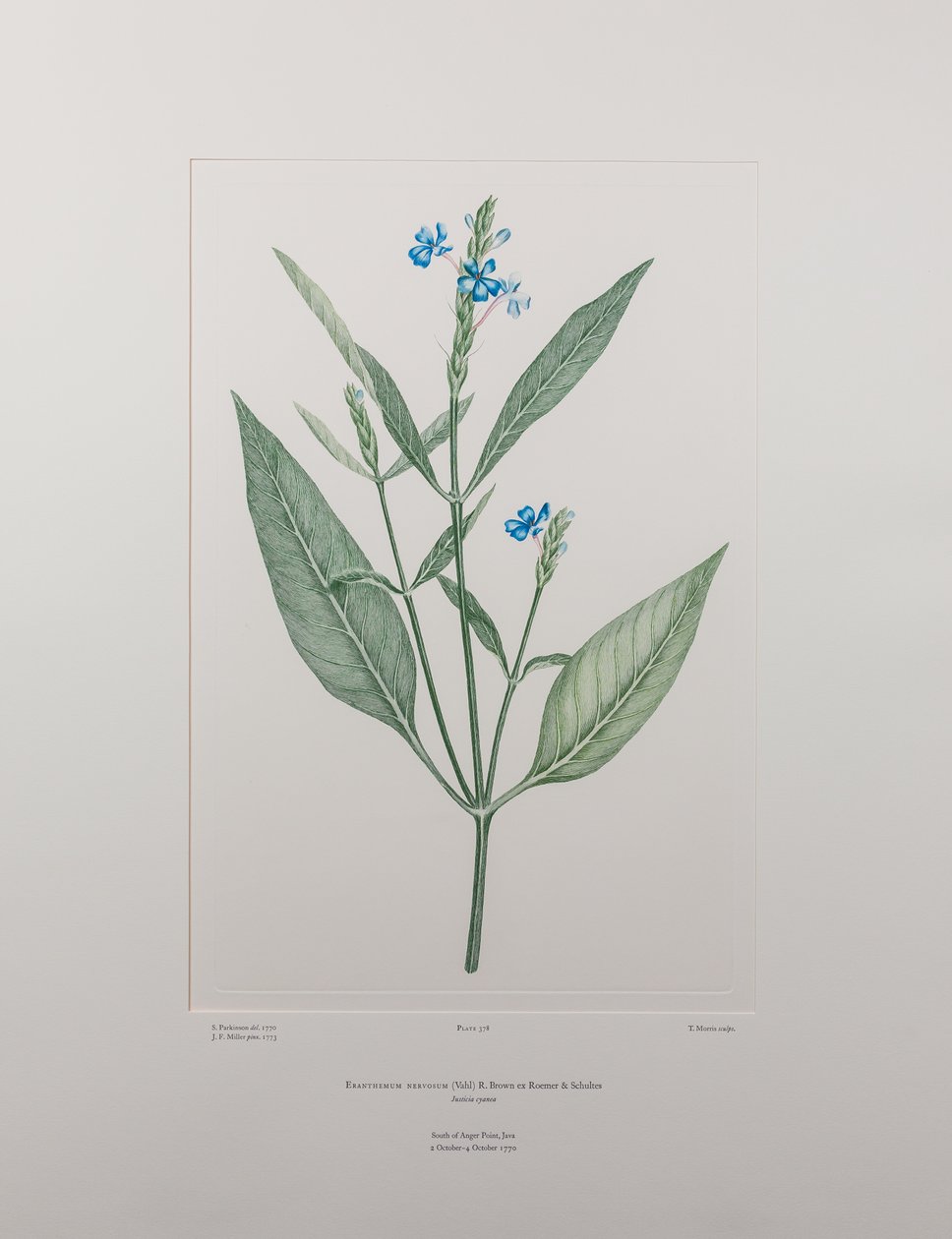 Eranthemum nervosa (Acanthaceae) - plansch 378, Banks
