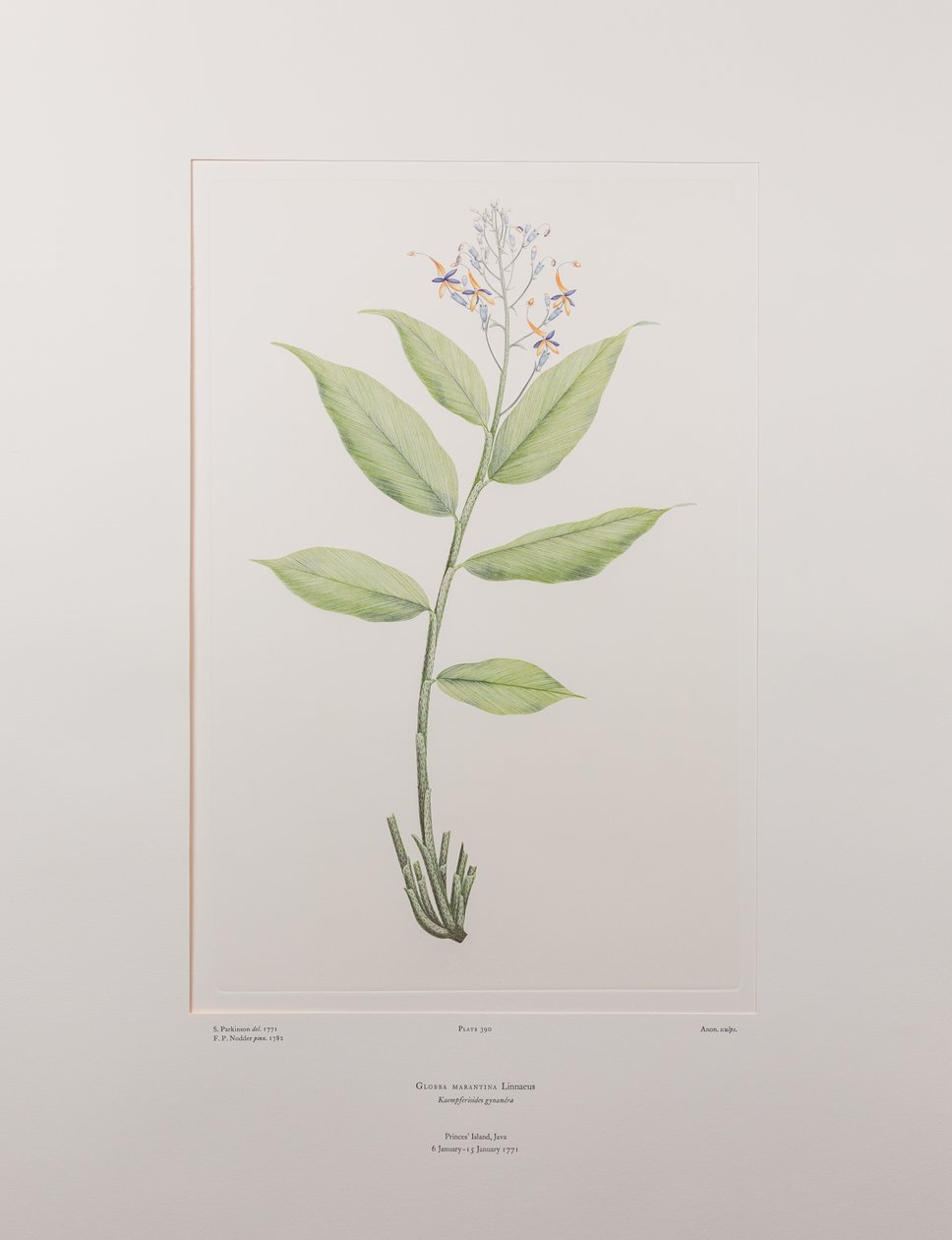 Globba marantina (Zingiberaceae) - Tavla 390, Banks
