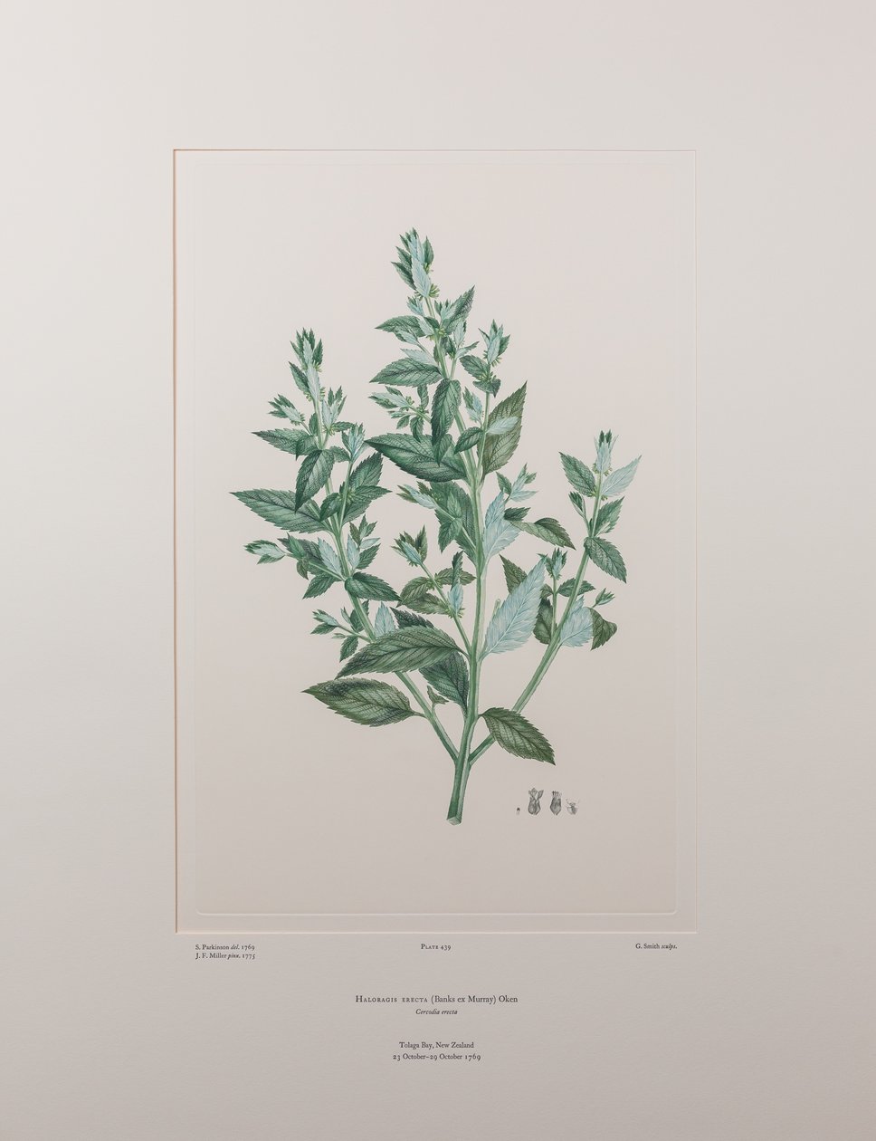 Haloragis erecta (Haloragidaceae) - Tavla 439, Banks