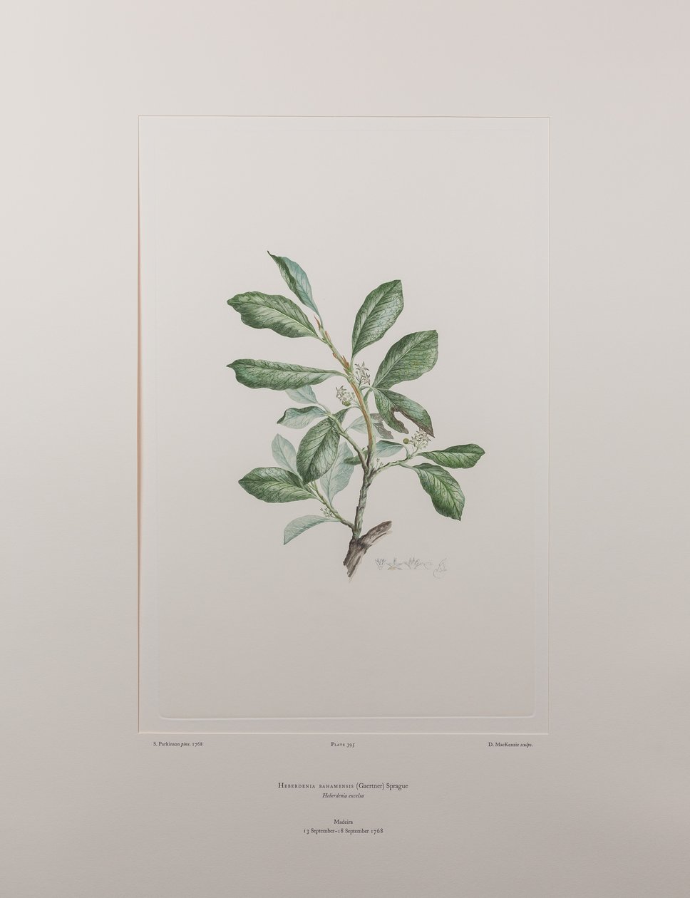 Heberdenia bahamensis (Myrsinaceae) - Tavla 395, Banks