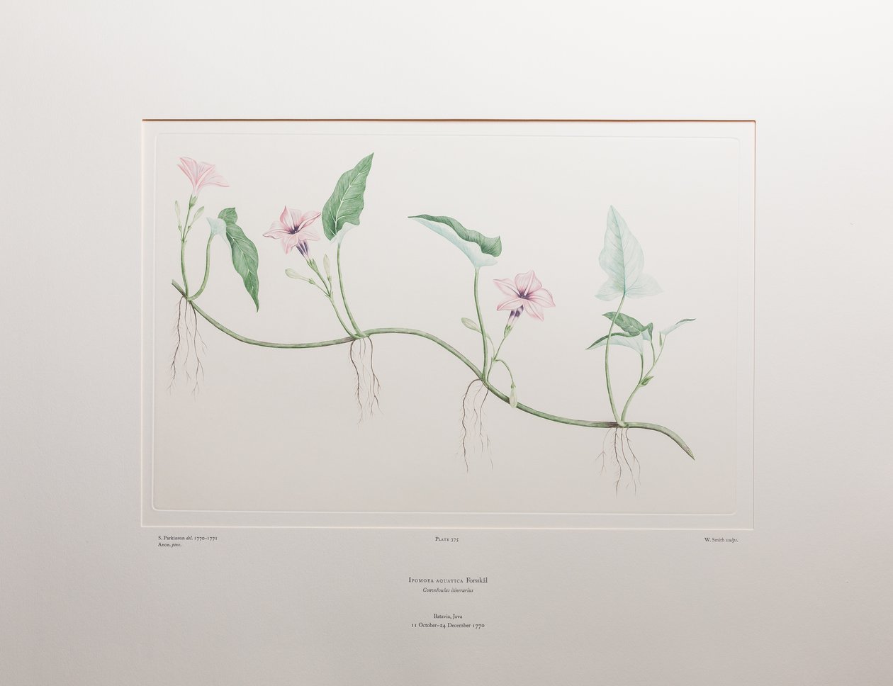 Ipomoea aquatica (Convolvulaceae) - Tavla 375, Banks