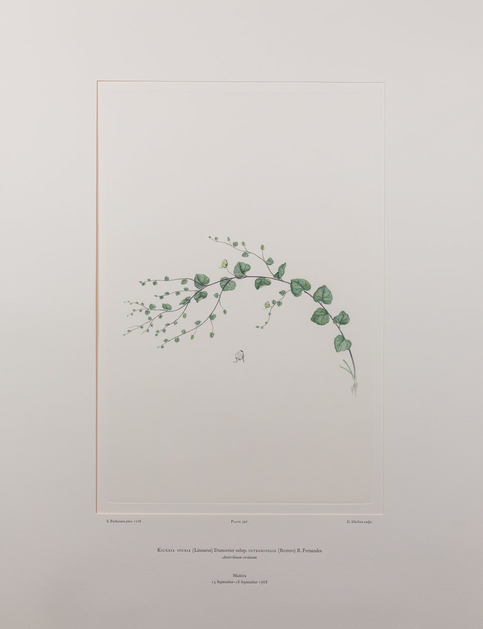 Kicksia spuria subsp. integrifolia (Scrophulariaceae) - Plåt 397, Banks