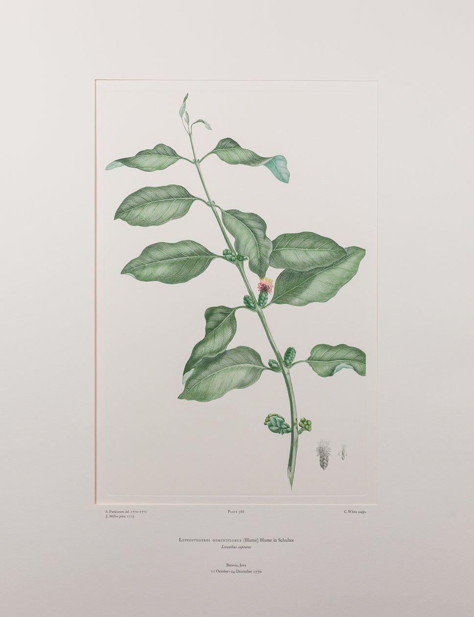 Lepeostegeres geminiflorus (Loranthaceae) - Tavla 386, Banks