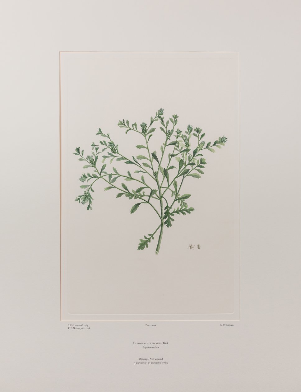 Lepidium flexicaule (Cruciferae) - Tavla 409, Banks