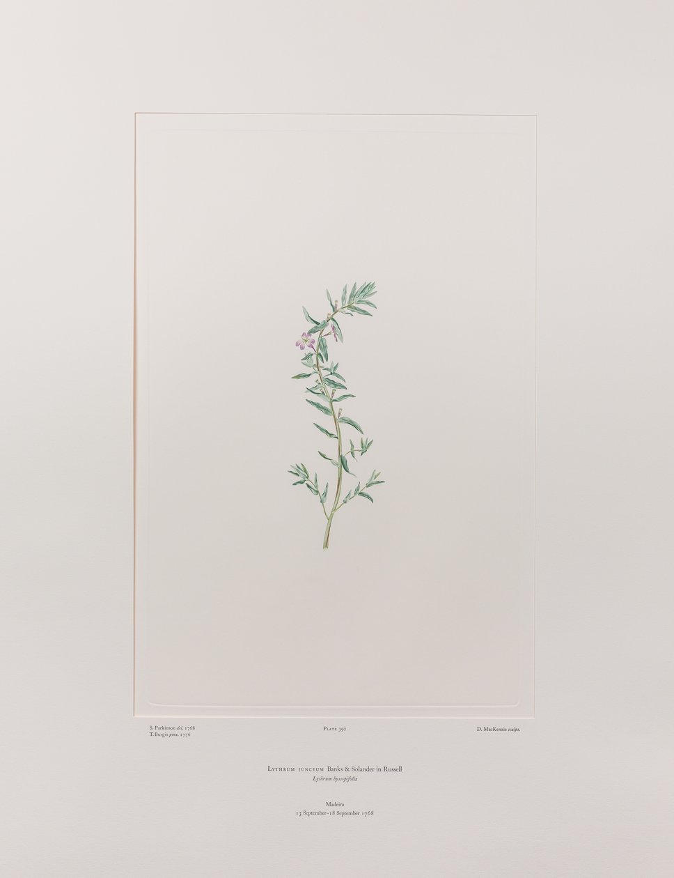 Lythrum junceum (Lythraceae) - Tavla 392, Banks