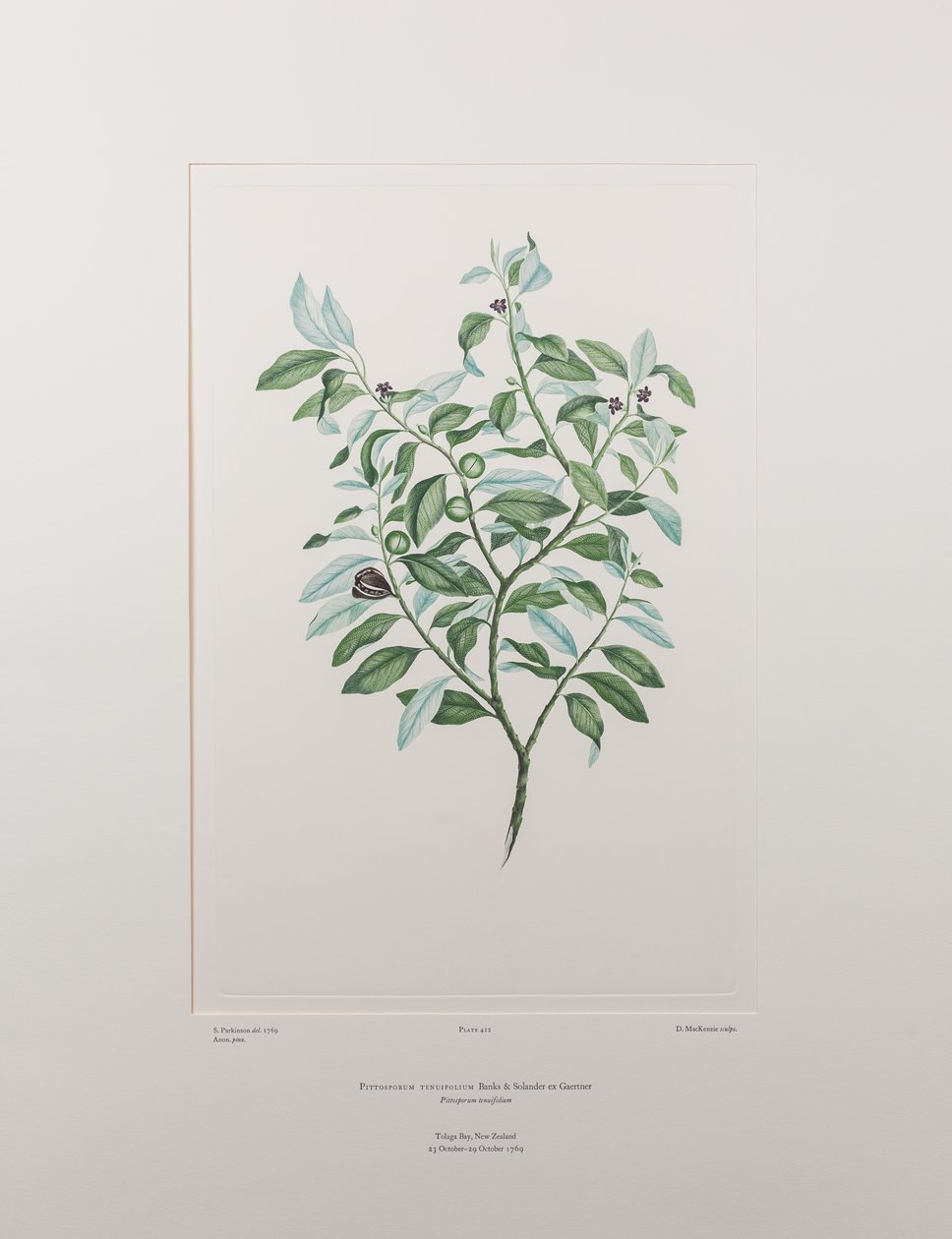 Pittosporum tenuifolium (Pittosporaceae) - Tavla 412, Banks