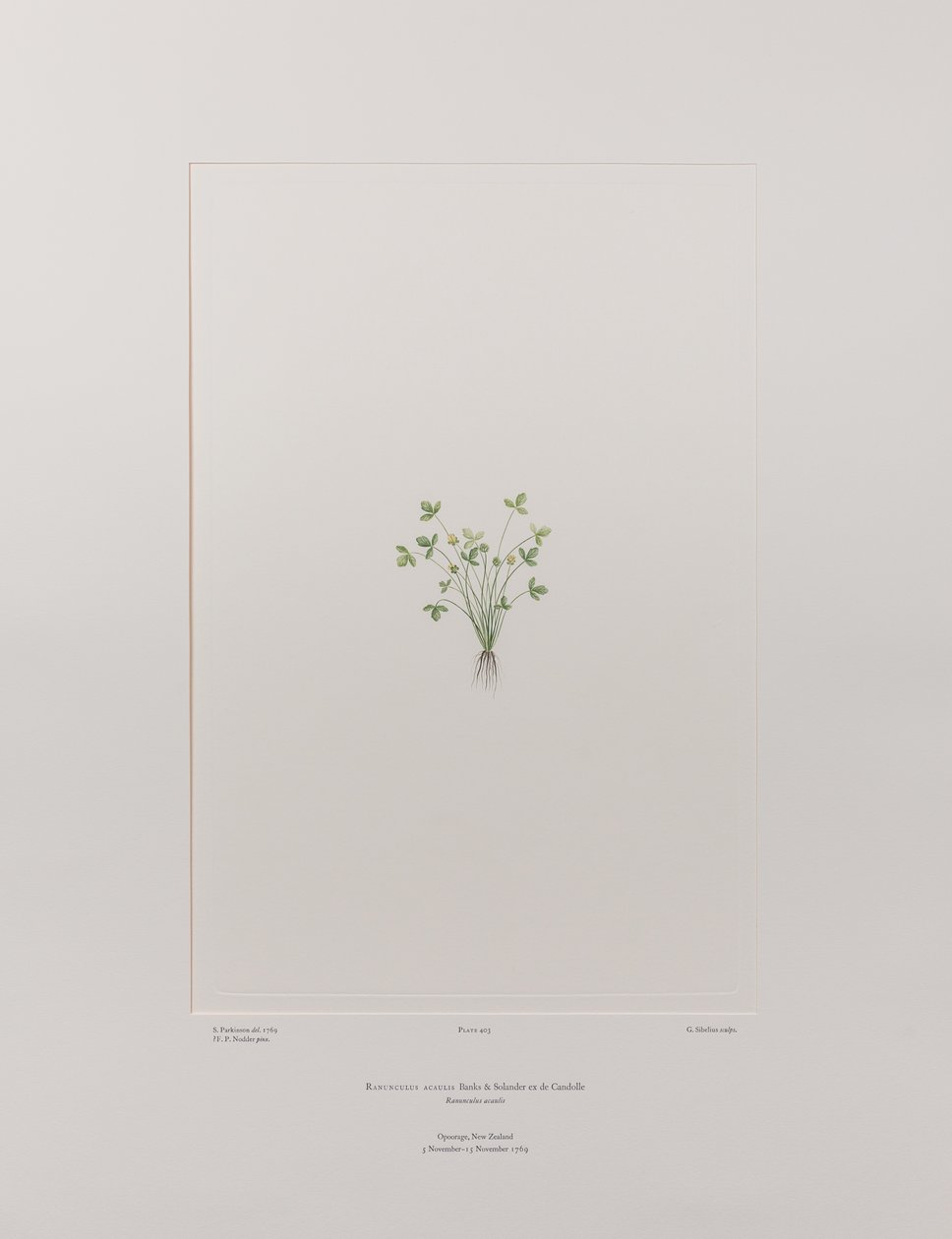 Ranunculus acaulis (Ranunculaceae) - Tavla 403, Banks