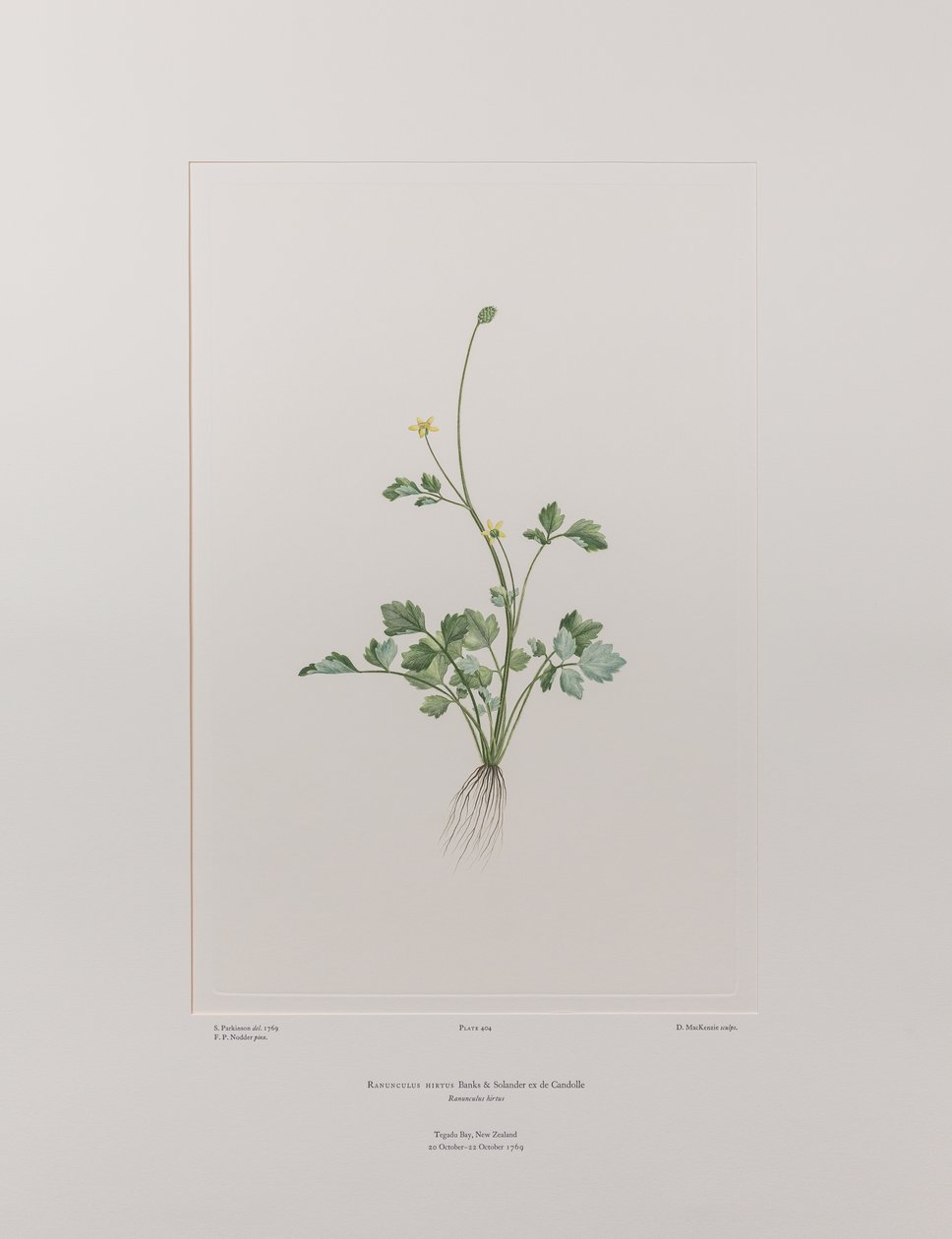 Ranunculus hirtus (Ranunculaceae) - Tavla 404, Banks