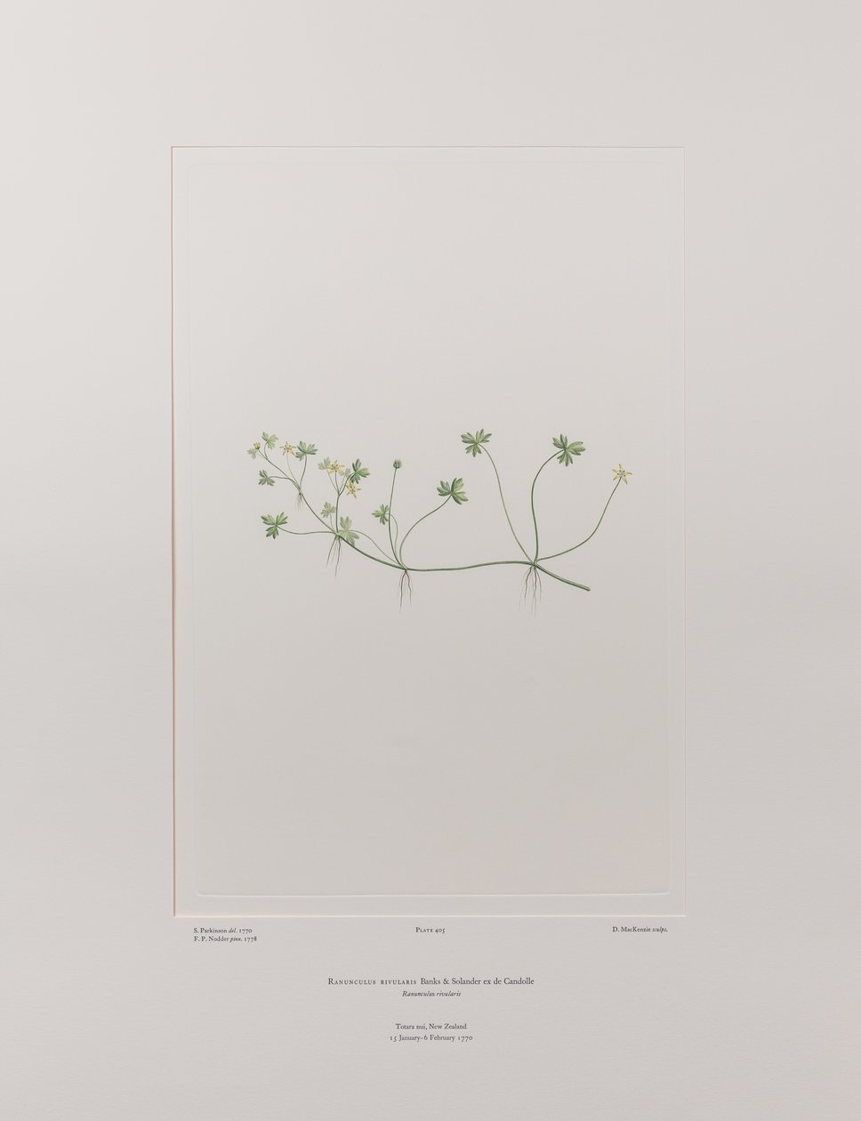 Ranunculus rivularis (Ranunculaceae) - Tavla 405, Banks