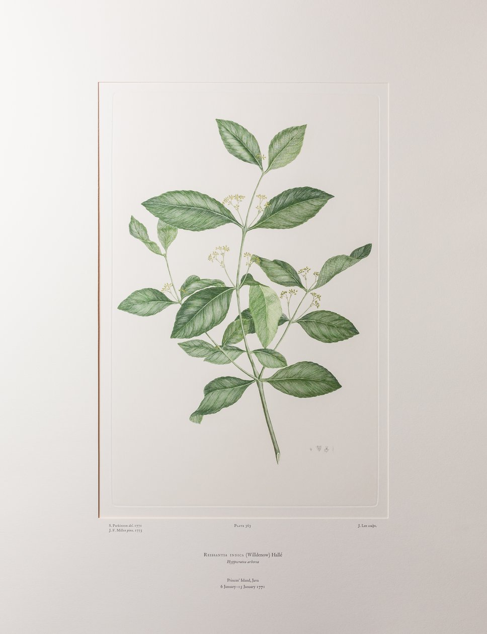 Reissantia indica (Celastraceae) - Tavla 363, Banks