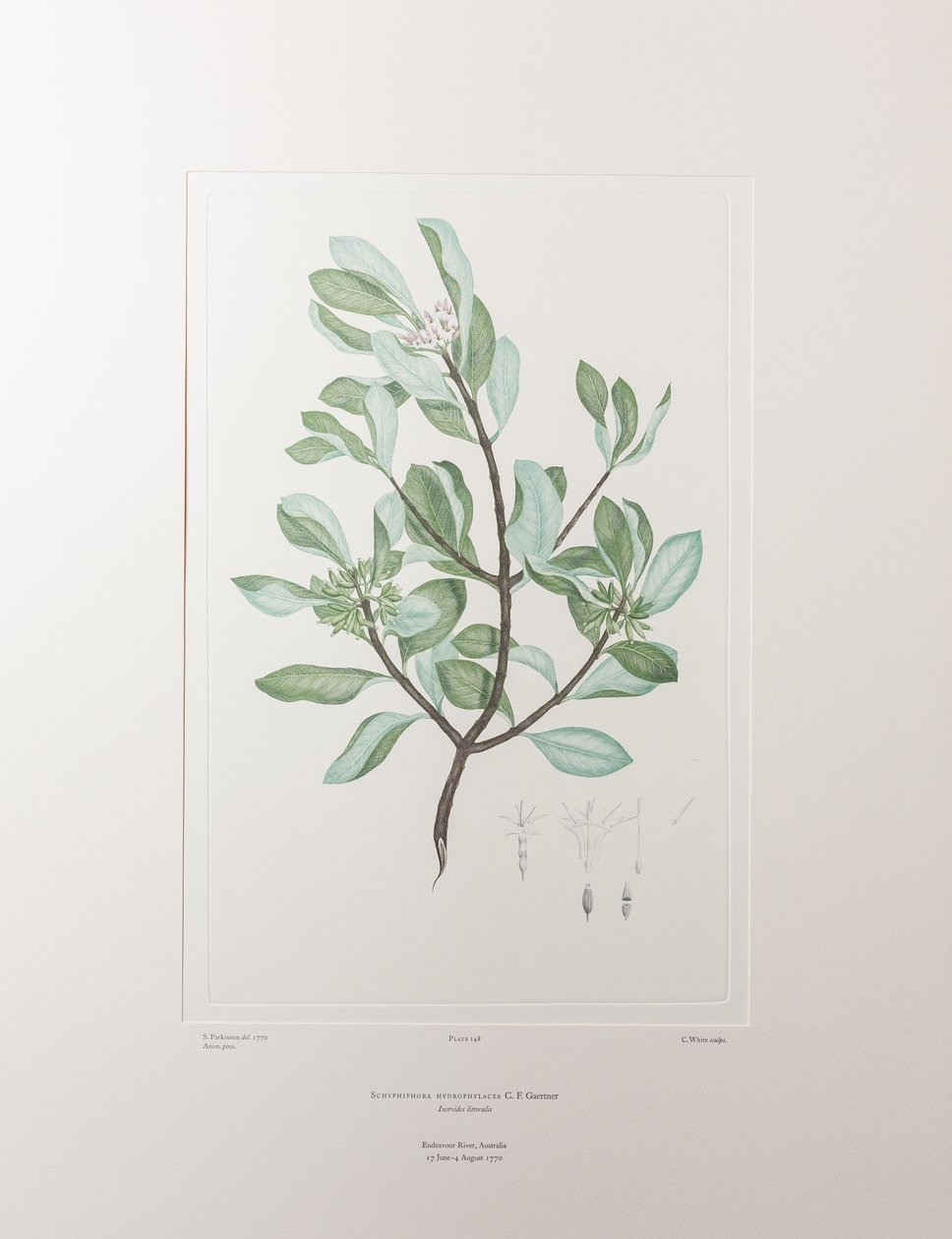 Schyphiphora hydrophyllacea (Rubiaceae) - Tavla 148, Banks