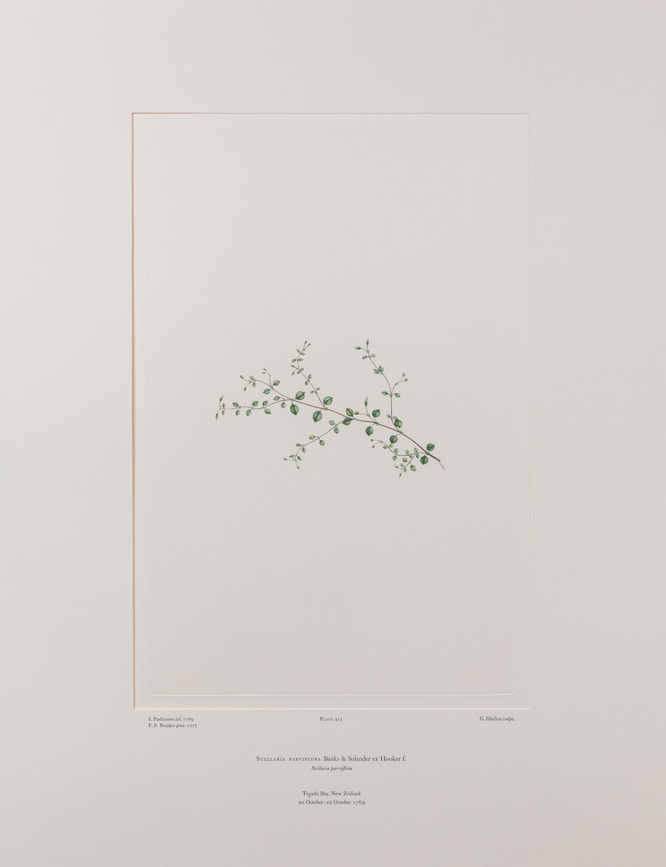 Stellaria parviflora (Caryophyllaceae) - Tavla 415, Banks