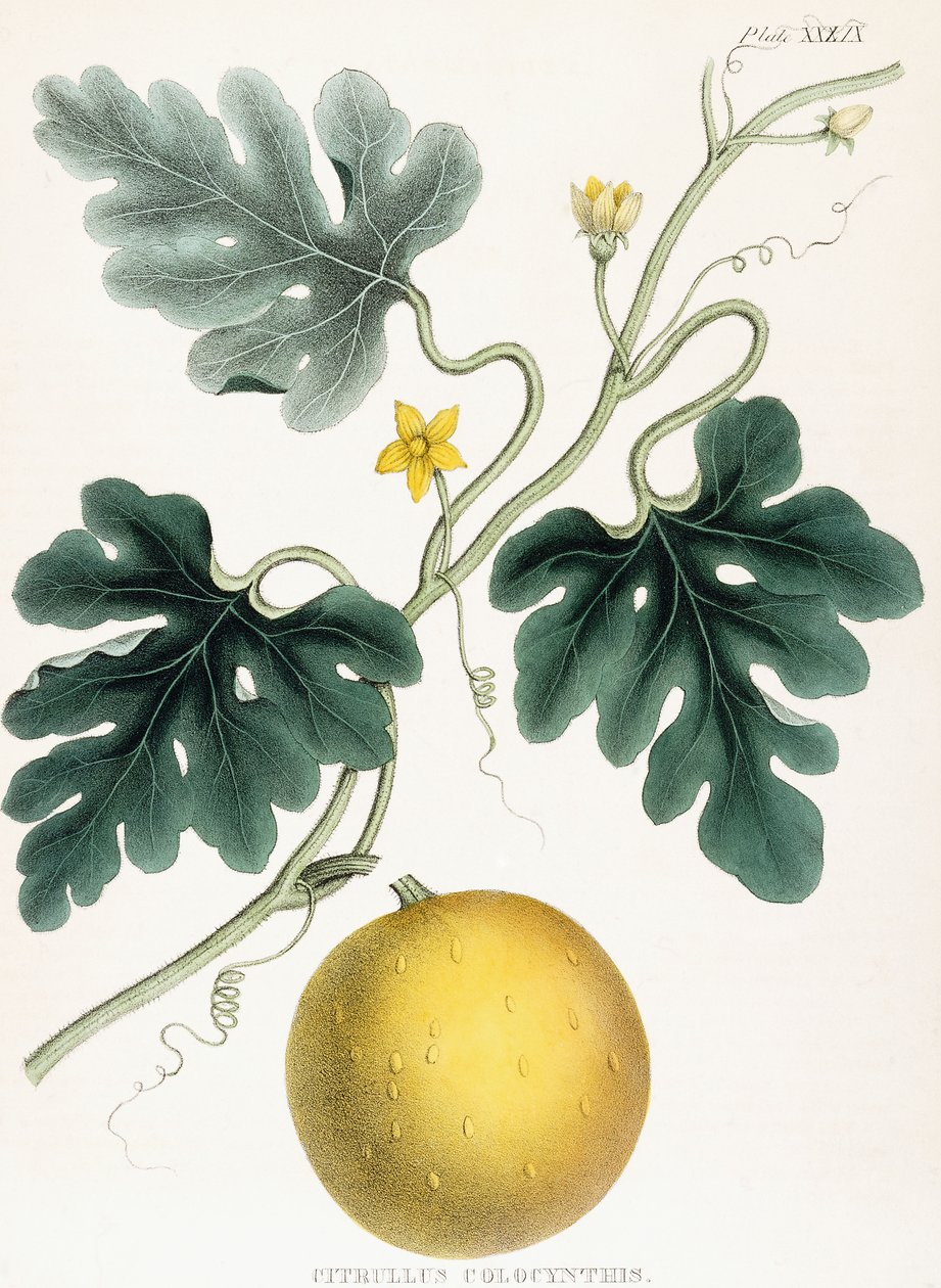 Colocynth, från "Illustrationer av medicinsk botanik: Bestående av färgade figurer av växterna som ger de viktiga artiklarna i Materia Medica". J H. Colen, 1847 av Joseph Carson