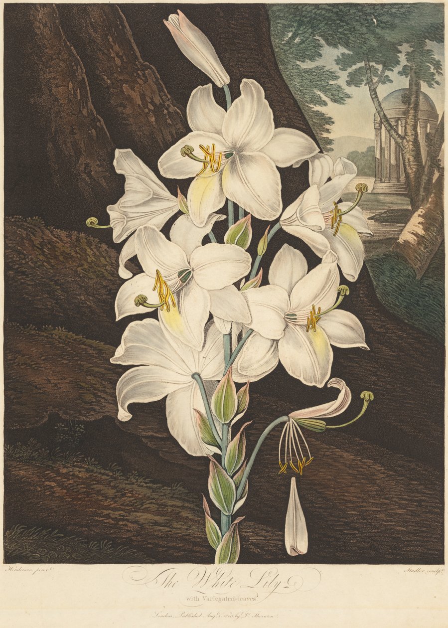 Florans tempel, eller naturens trädgård: vit lilja med brokiga löv..., 1800. av Joseph Constantine Stadler