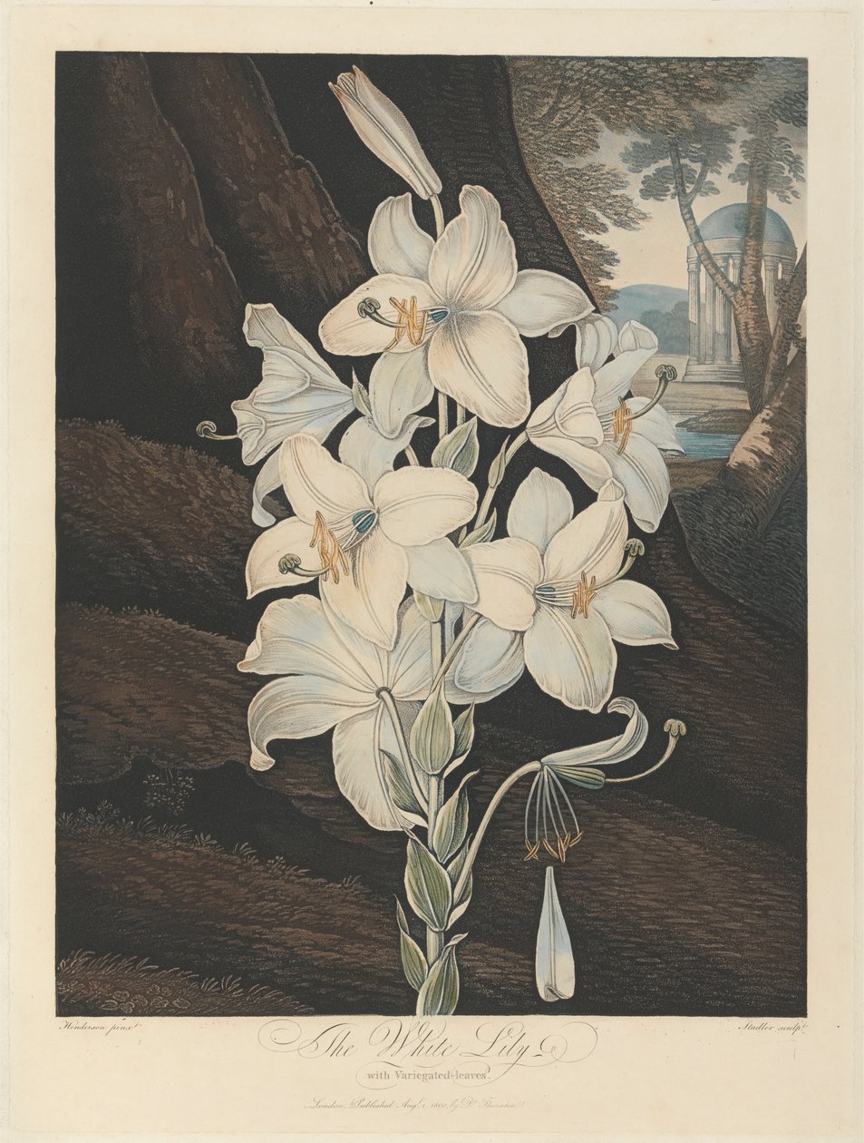The White Lily with Variegated-Leaves, 1800, från Robert John Thornton, 