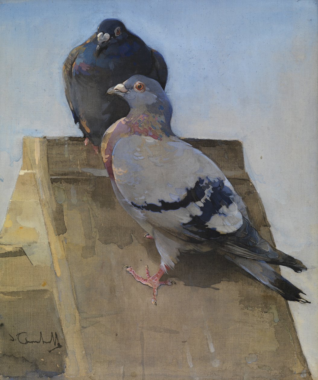 Duvor på taket (gouache på linne) av Joseph Crawhall