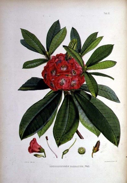 Rhododendron: Barbatum, litografi av Walter Hood Fitch av Joseph Dalton Hooker