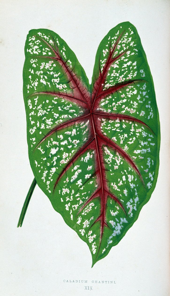 Chantini Caladium blad. Botanisk tavla i "" Växter med färgglatt bladverk. av Joseph Edward and Howard W Lowe