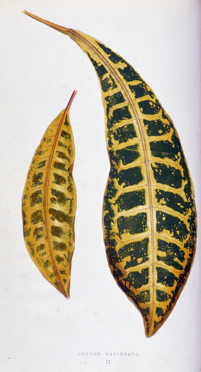 Croton leaf variegata. Botanisk tavla i "" Växter med färgglatt bladverk. Samling av de mest anmärkningsvärda arterna som används för att dekorera trädgårdar, växthus och lägenheter, av Edward Joseph Lowe och W. Howard, medlemmar av London Horticulture Soc av Joseph Edward and Howard W Lowe