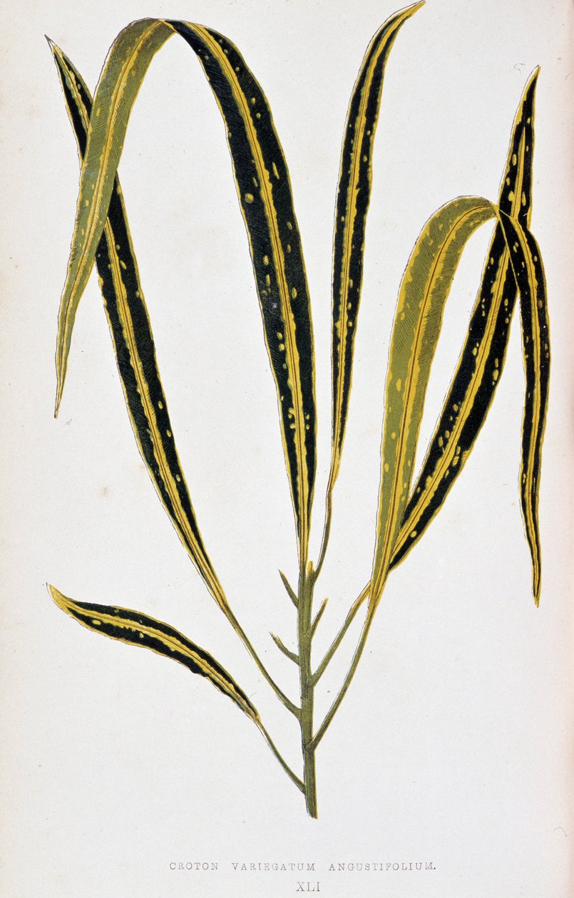 Crotonblad variegatum angustifolium. Botanisk tavla i "" Växter med färgglatt bladverk. Samling av de mest anmärkningsvärda arterna som används för att dekorera trädgårdar, växthus och lägenheter, av Edward Joseph Lowe och W. Howard, medlemmar av London Ho av Joseph Edward and Howard W Lowe
