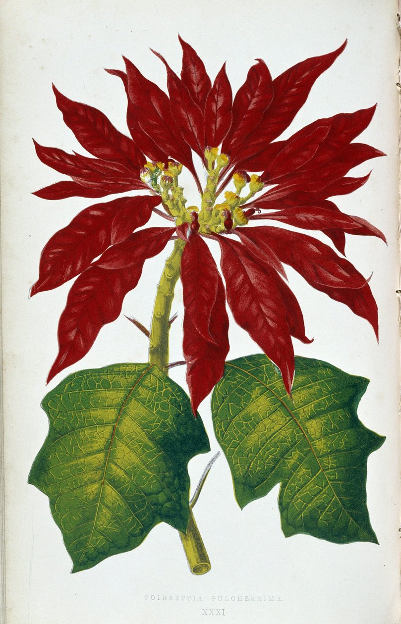 Blomma och blad av julstjärnan Pulcherrima. Botanisk tavla i "" Växter med färgglatt bladverk. Samling av de mest anmärkningsvärda arterna som används för att dekorera trädgårdar, växthus och lägenheter, av Edward Joseph Lowe och W. Howard, medlemmar av Lo av Joseph Edward and Howard W Lowe