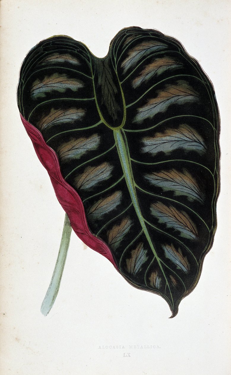 Blad av Alocasia metallica. Botanisk tavla i "" Växter med färgat bladverk. Samling av de mest anmärkningsvärda arterna som används för att dekorera trädgårdar, växthus och lägenheter, av Edward Joseph Lowe och W. Howard, medlemmar av London Horticulture S av Joseph Edward and Howard W Lowe