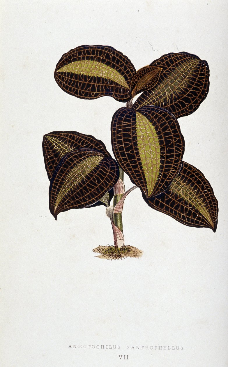 Blad av Anoectochilus Xantophyllus. Botanisk tavla i "" Växter med färgglatt bladverk. av Joseph Edward and Howard W Lowe