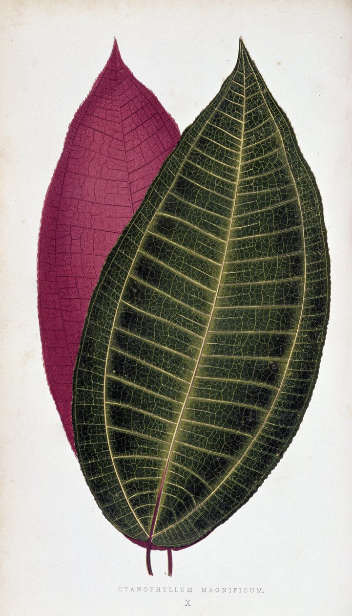 Blad av Cyanophyllum Magnificum. Botanisk tavla i "" Växter med färgglatt bladverk. av Joseph Edward and Howard W Lowe