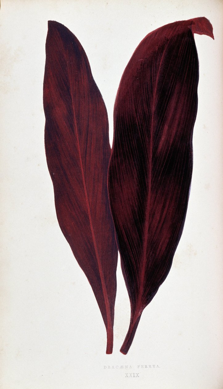 Blad av Dracaena ferrea i "" Växter med färgglatt bladverk. Samling av de mest anmärkningsvärda arterna som används för att dekorera trädgårdar, växthus och lägenheter, av Edward Joseph Lowe och W. Howard, medlemmar av London Horticulture Society. Översatt av Joseph Edward and Howard W Lowe