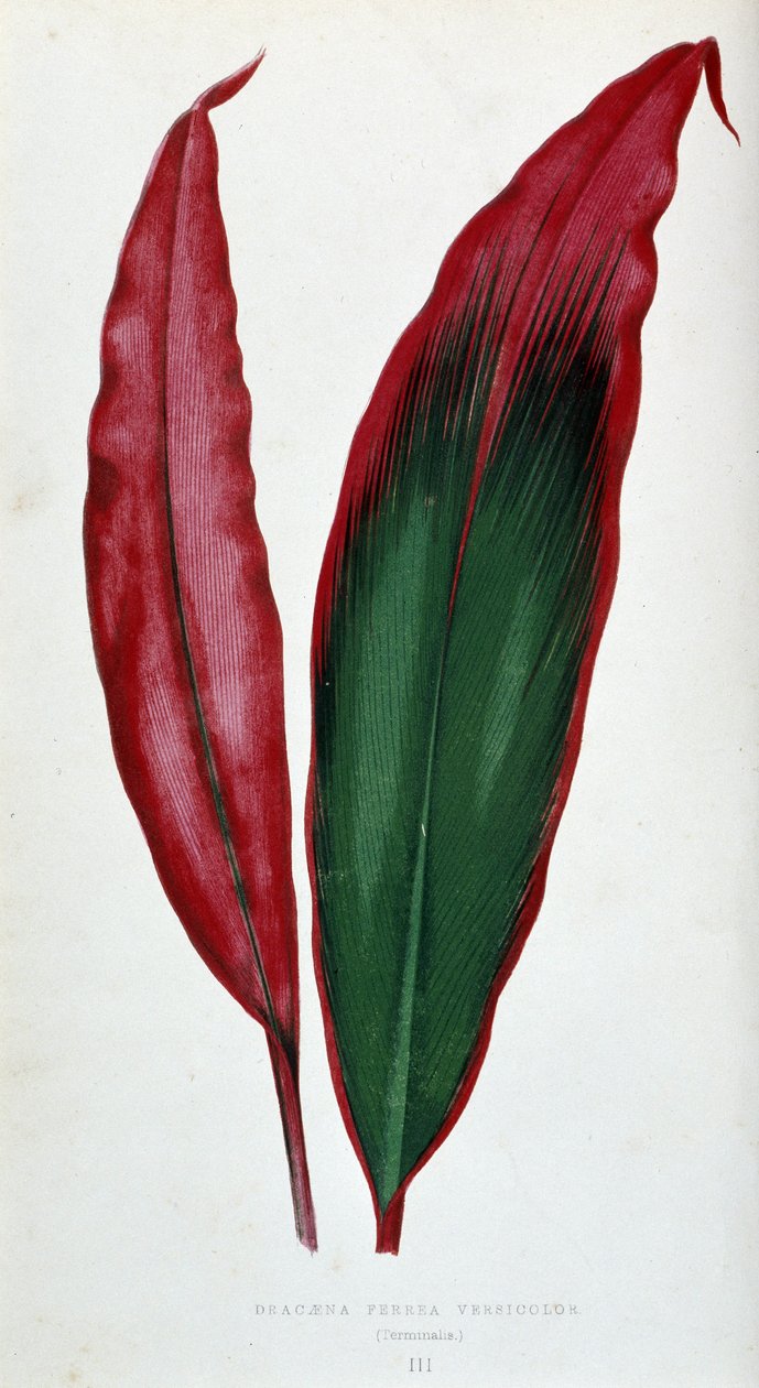Blad av Dracaena ferrea versicolor. Botanisk tavla i "" Växter med färgglatt bladverk. av Joseph Edward and Howard W Lowe