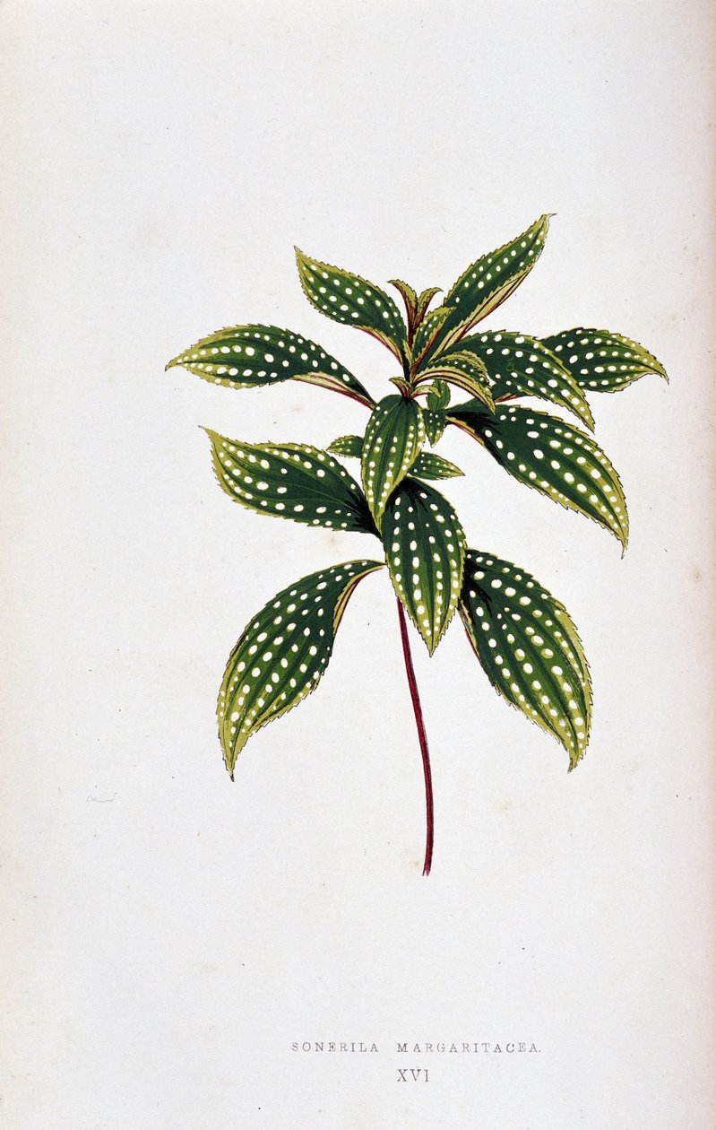 Blad av Sonerila margaritacea. Botanisk tavla i "" Växter med färgglatt bladverk. Samling av de mest anmärkningsvärda arterna som används för att dekorera trädgårdar, växthus och lägenheter, av Edward Joseph Lowe och W. Howard, medlemmar av London Horticul av Joseph Edward and Howard W Lowe
