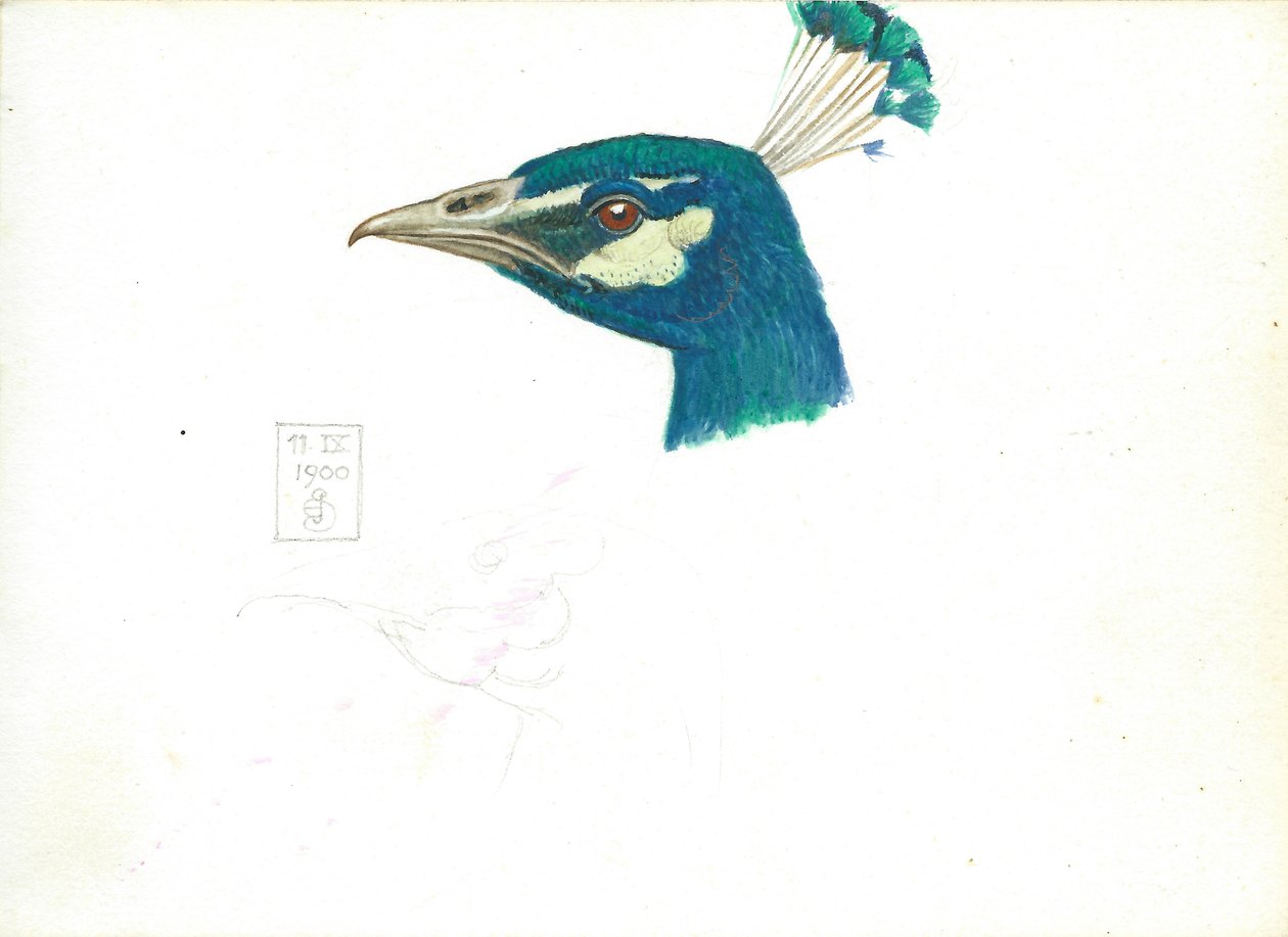 Head of a Peacock, 11 IX, 1900 (penna, penna och bläck och wc på papper) av Joseph Edward Southall