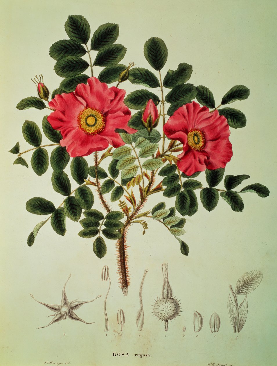 Rosa rugosa, från "Flora Japonica", Vol 1, av von Siebold och Zuccarini av Joseph Gerhard Zuccarini