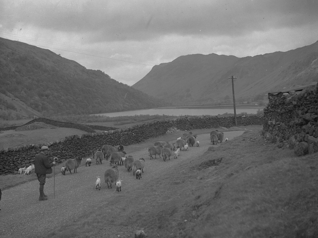 En bonde vallar en flock får och lamm längs en väg med en sjö och fjäll i bakgrunden av Joseph Hardman