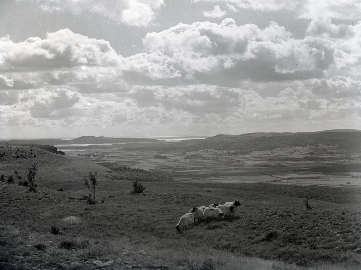 En liten flock hornfår vid Scout Scar av Joseph Hardman