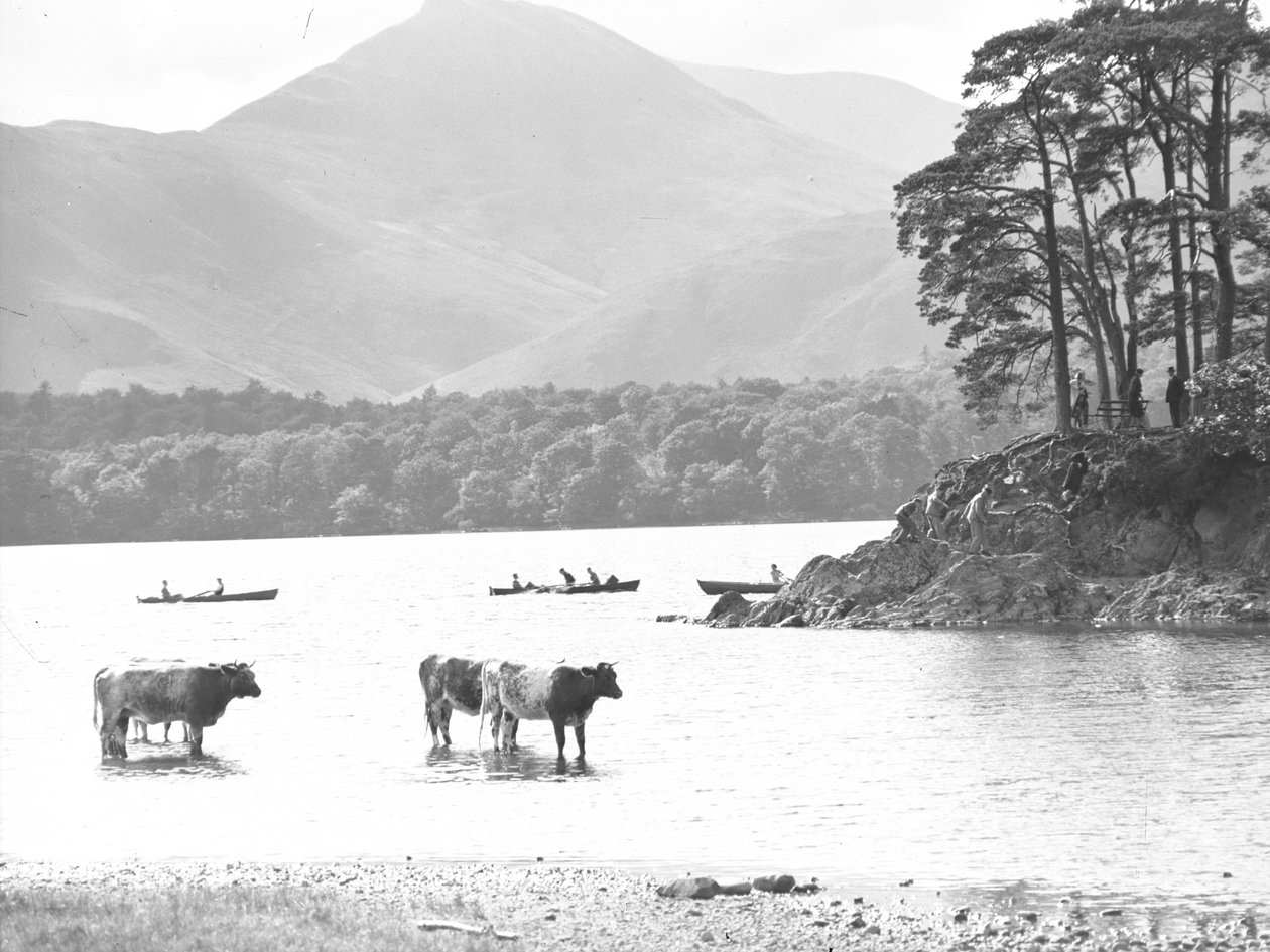 Kor står i grunt vatten vid Thirlmere med sjö, roddbåtar och berg bakom av Joseph Hardman