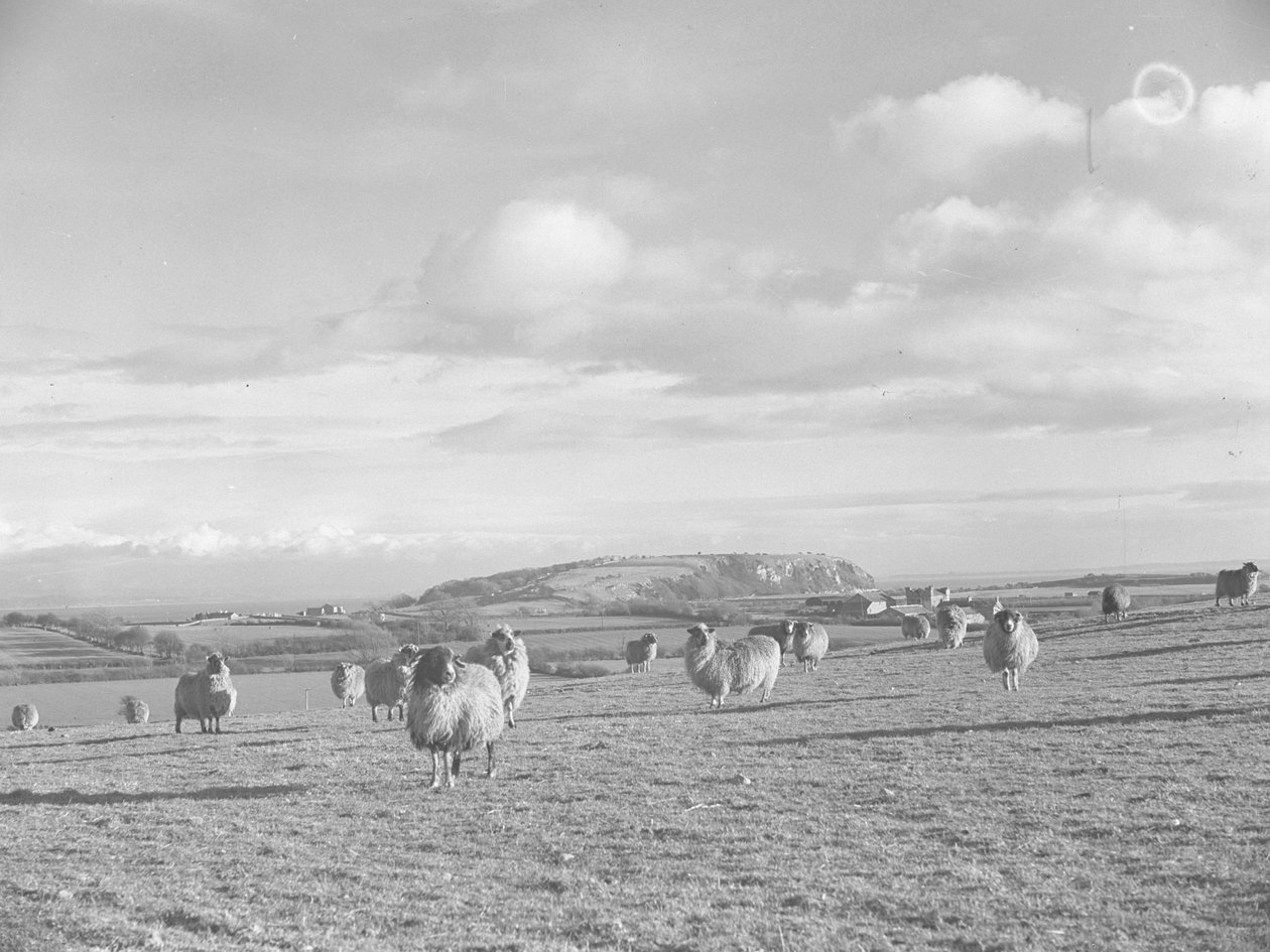 Flock med får på bete i närheten av Humphrey Head av Joseph Hardman